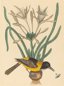 The Yellow and Black Pye by Mark Catesby