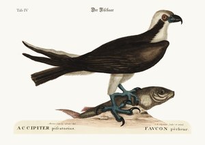 The Fishing Hawk by Mark Catesby