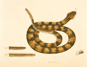 Viper Caudison Snake, Rattlesnake, Plate 41, Vol. 1, from the 