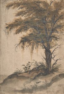 Study of a Tree