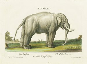 Asian Elephant in Chains by Martin Elias Ridinger