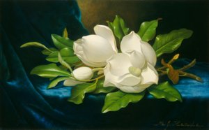 Huge Magnolias on a Blue Velvet Cloth