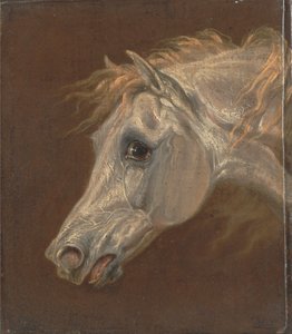 Head of a Grey Arabian Horse by Martin Theodore Ward