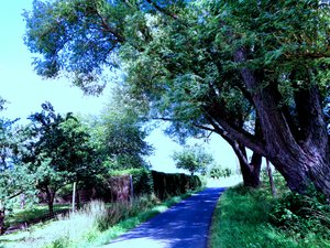Evening Walk in Summer