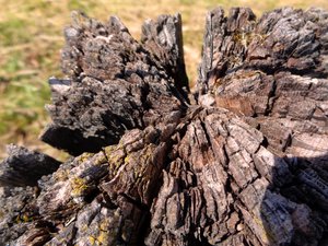 Wood