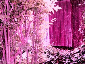 At the Garden House
