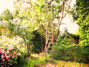At the Cherry Tree