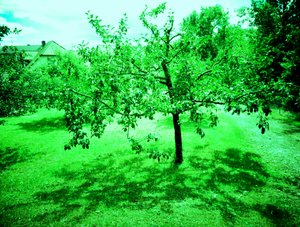 Apple Trees