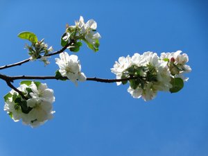 Apple Blossom