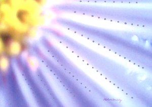 Blue Flower