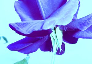 Blue Rose