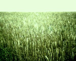 View of the Summer Field