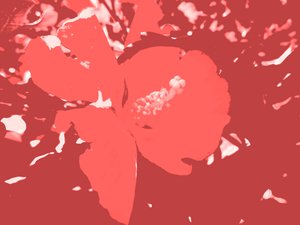 Blossom by Martina Konitzky