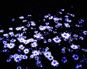 Flowers at the Edge of the Field