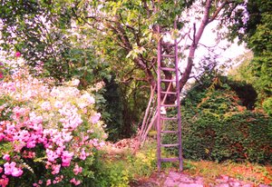 The Ladder at the Cherry Tree