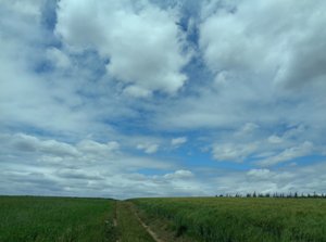 Fields in Summer
