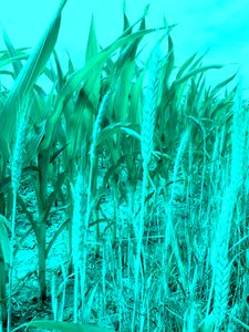 Fields in Summer
