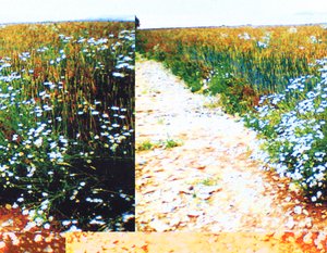 Field Path