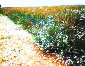 Field Path