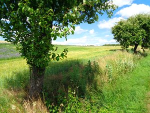 Field Path in Summer