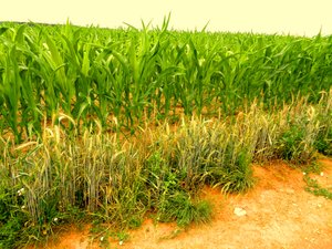 Fertile Earth
