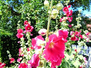 Garden in Summer