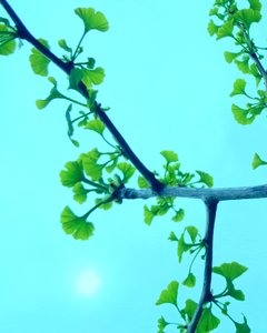 Ginkgo