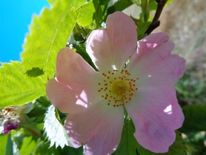 Dog Rose