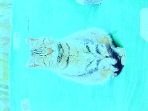 Kitty