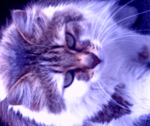 Kitty Purple