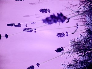 Lavender by Martina Konitzky