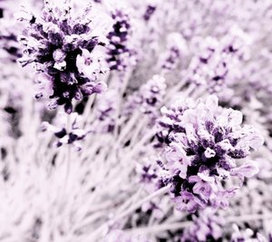 Lavender Purple Silver by Martina Konitzky