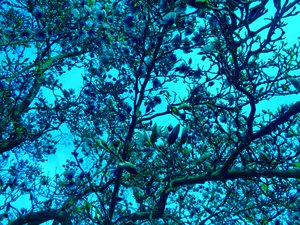 Blue Magnolias