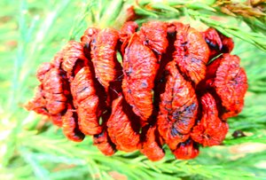 Sequoia Fruit