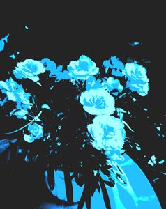 Carnations by Martina Konitzky