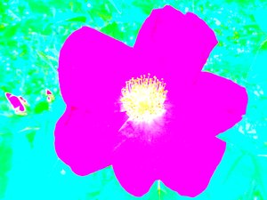 Pop Art Homage Andy Warhol