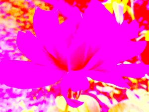 Rose Digital Art