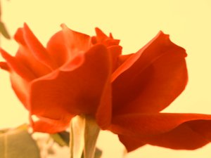 Digital Rose