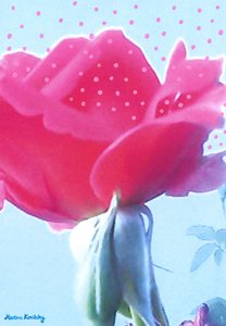 Rose Pink by Martina Konitzky
