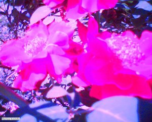 Roses