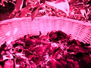 Rose Petals Potpourri