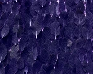 Sage by Martina Konitzky