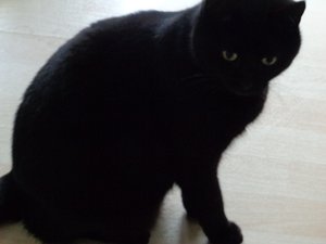 Black Cat