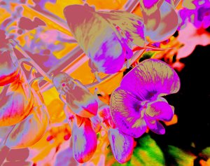 Summer Flowers
