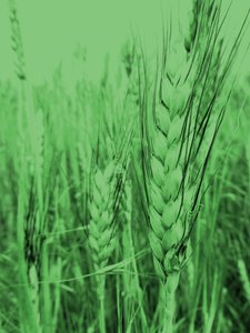 Summer Field
