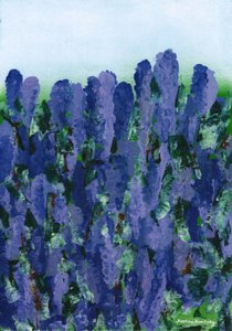 Lavender