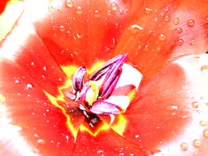 Tulip by Martina Konitzky