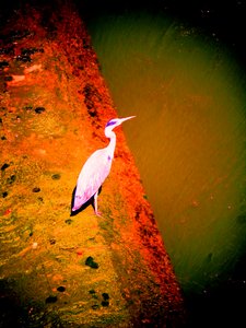Grey Heron by the River
