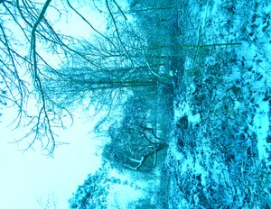 Winter Blue