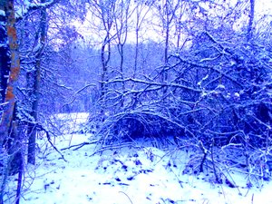 Winter Blue